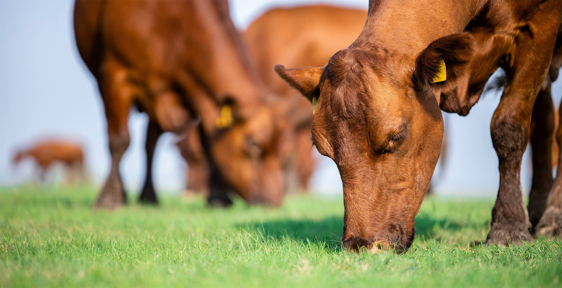 What Does Grass-Fed Actually Mean?