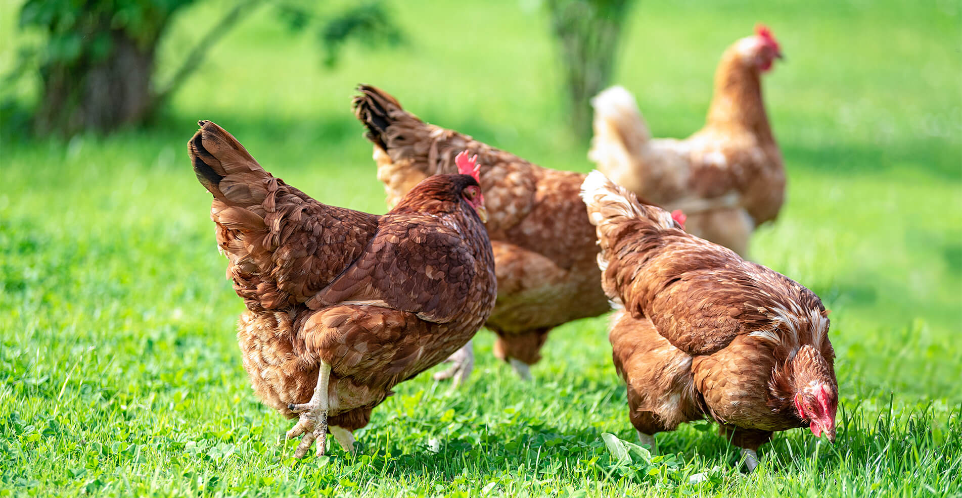 Why Choose Free Range Poultry?